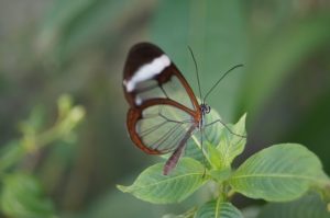 farfalla-trasparente